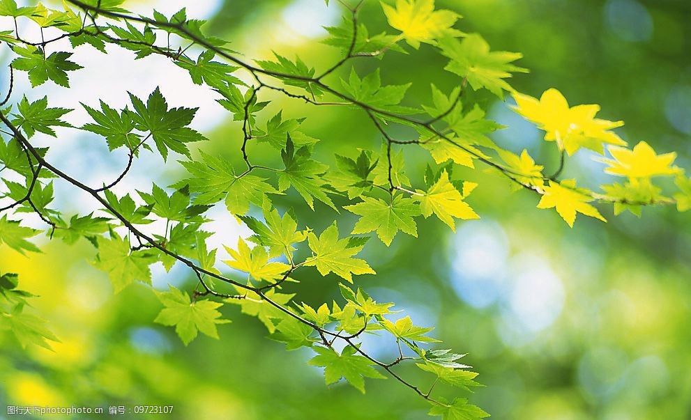 关键词:超清晰的唯美风光背景 超清晰的树叶摄影 自然景观 其他 设计