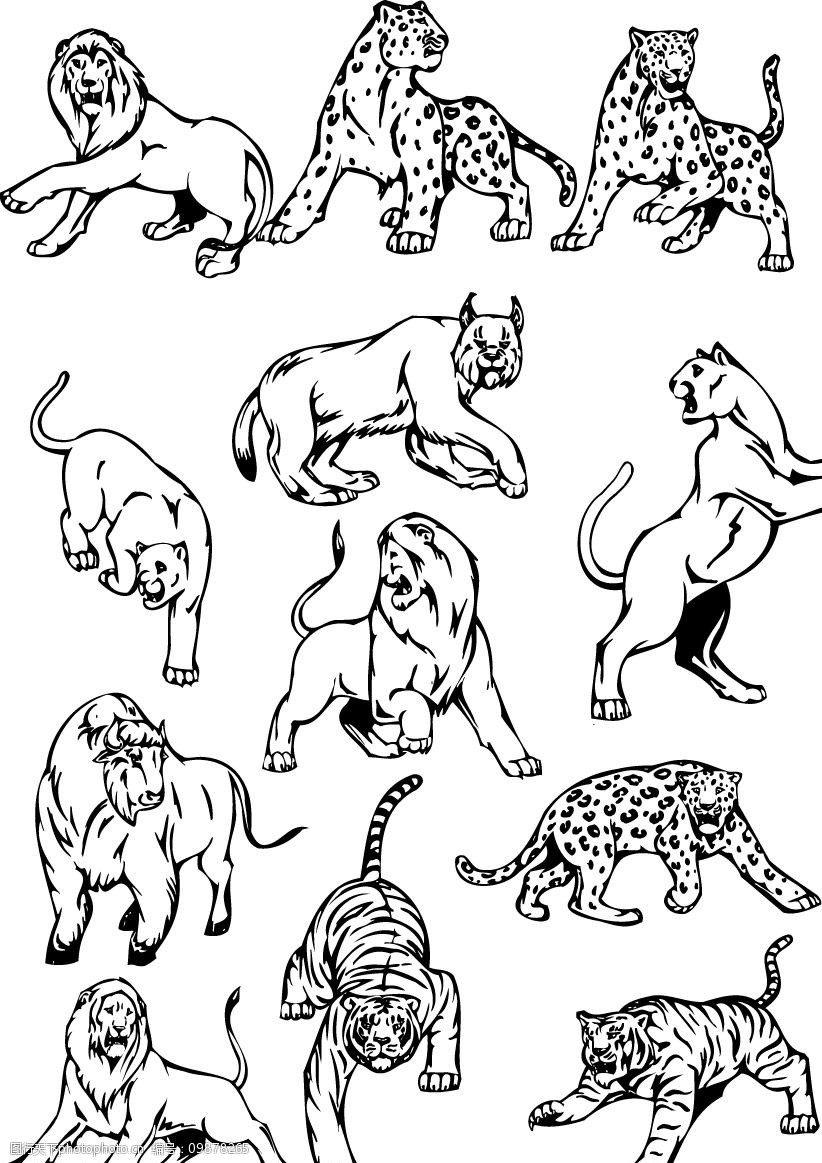 关键词:精品动物狮豹虎2 动物 矢量 野兽 狮豹虎 cdr 生物世界 野生