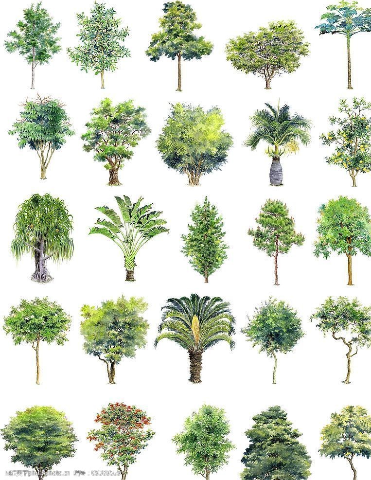 手绘园林用树-立面四图片