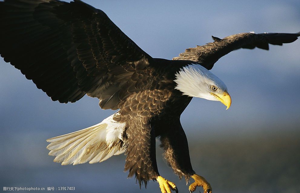 关键词:一只大鹰 鹰鸟 生物世界 野生动物 动物 摄影图库 300 jpg