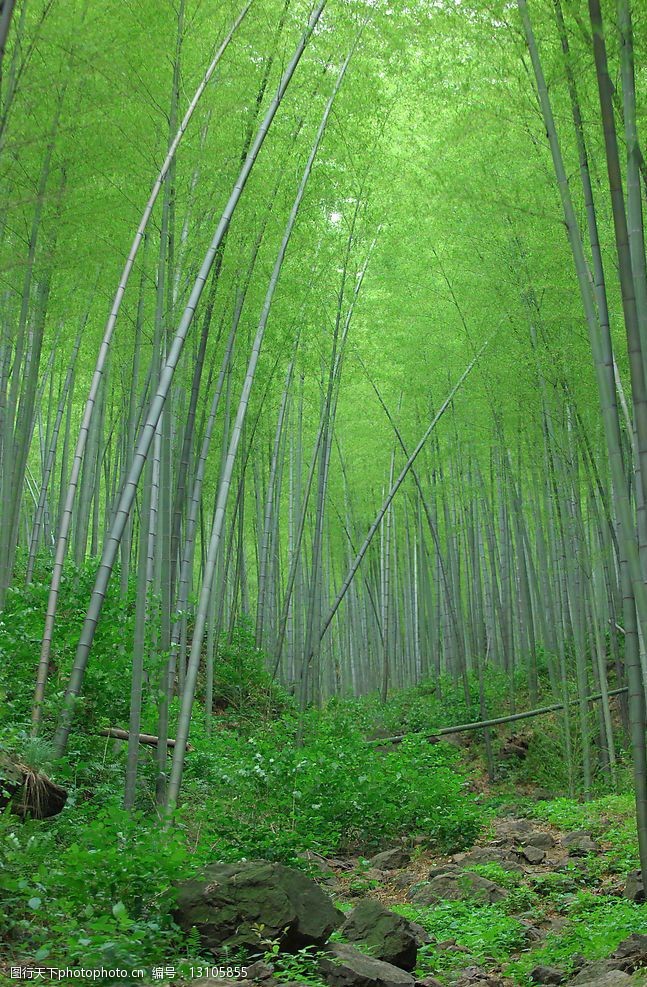 关键词:竹林深处 风景 竹林 摄影 植物 自然景观 自然风景 摄影图库