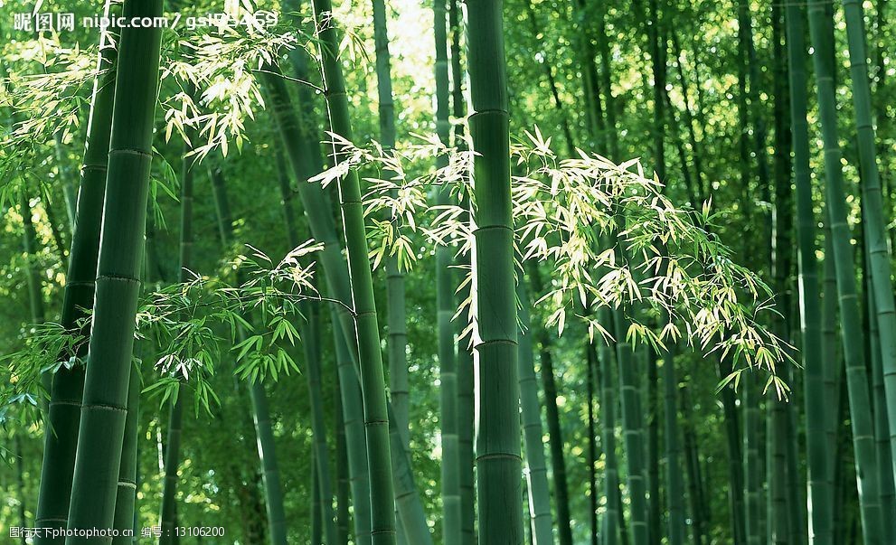 自然风景翠绿竹子图片