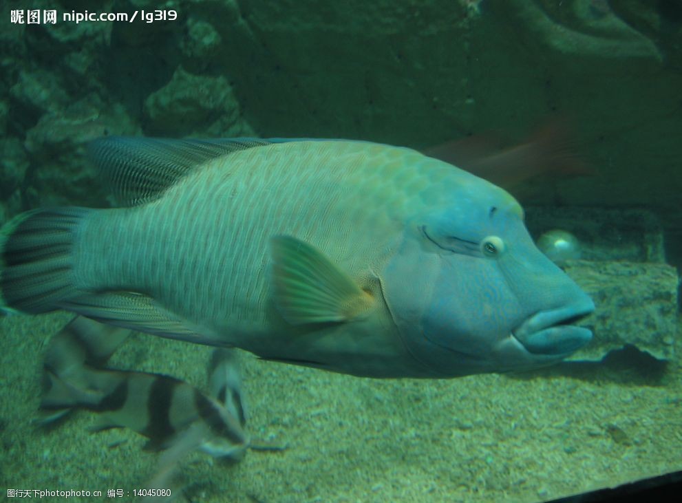 关键词:深海鱼 海洋 鱼 海洋动物 生物世界 海洋生物 摄影图库 96 jpg