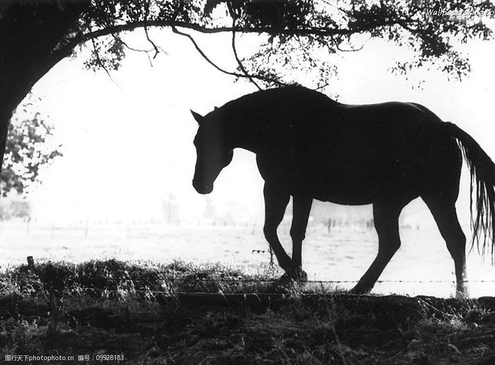 马和树的剪影图片