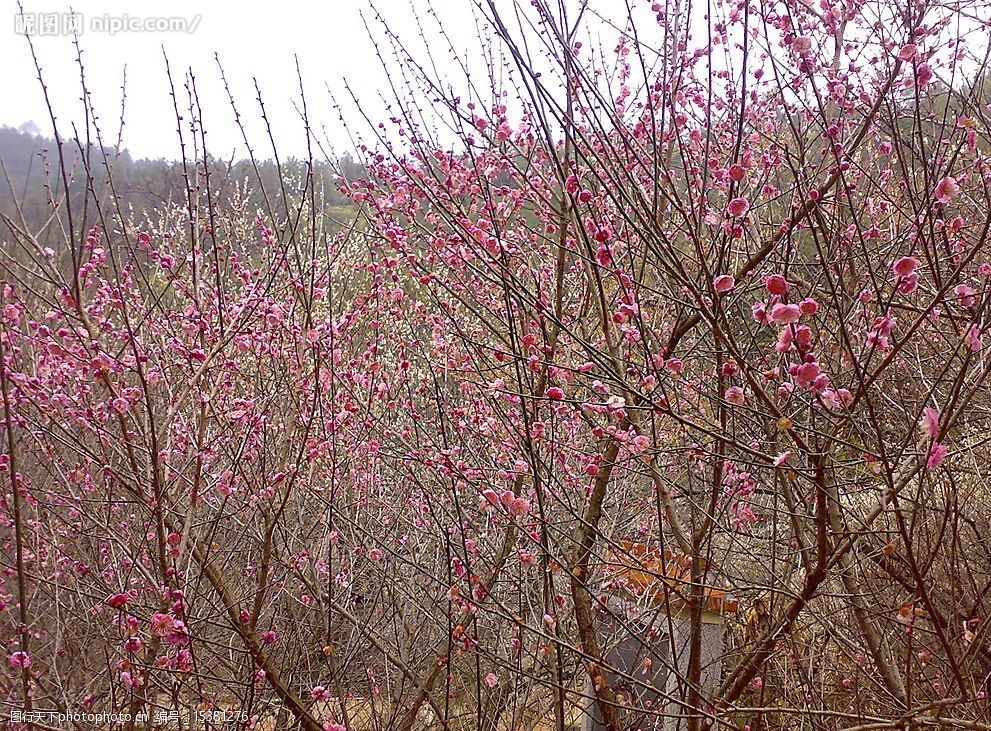 关键词:梅花2 江西大余梅关古驿道梅花 旅游摄影 自然风景 山水 摄影