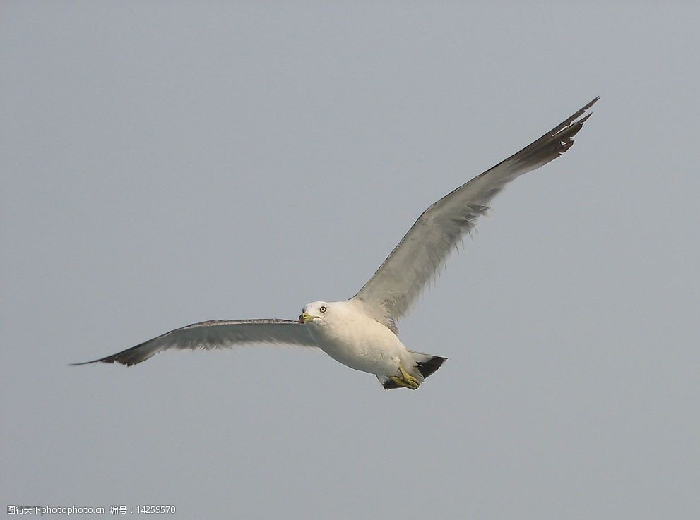 关键词:一只飞翔的海鸥 蓝天 海鸥 生物世界 鸟类 动物 摄影图库 300