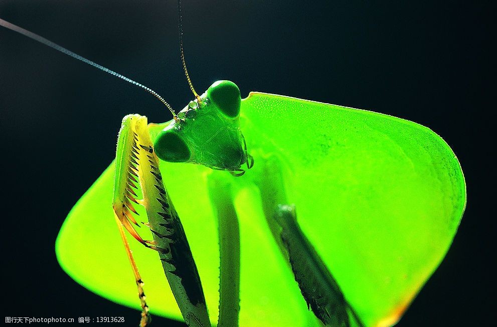 美丽的螳螂图片