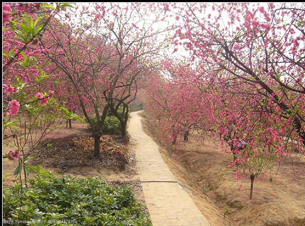 关键词:桃园美景 桃花美絮 自然景观 自然风景 摄影图库 300 jpg