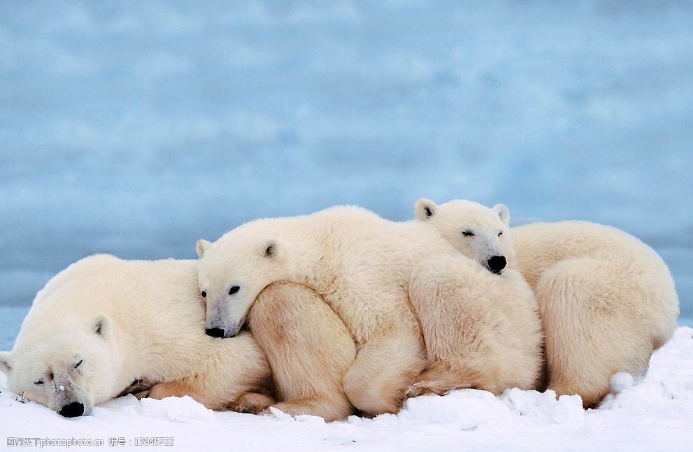冰天雪地 动物世界 北极熊 生物世界 野生动物 摄影图库 300 jpg