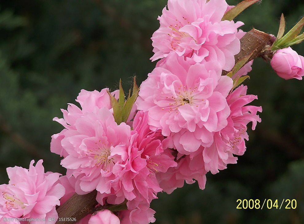 关键词:美丽的花朵 春天 花朵 旅游摄影 自然风景 摄影图库 230 jpg