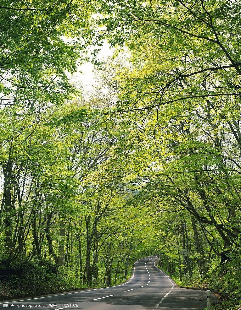 关键词:道路 绿荫 树木 树林 自然景观 自然风景 摄影图库 350 jpg