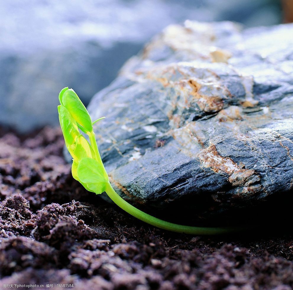 关键词:种子发芽 生命的力量 幼芽 绿色 石头 春天 生物世界 花草