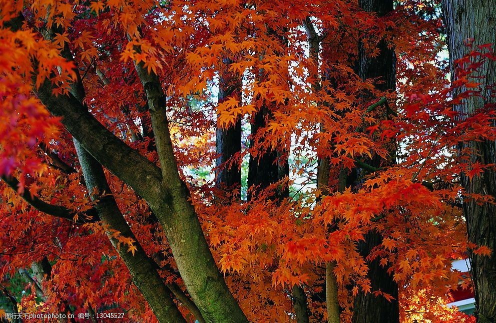 关键词:秋天景色 自然景观 枫叶 秋景 红色 树木 设计 素材 印刷 高