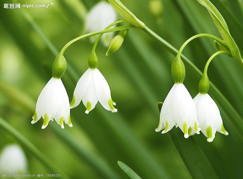 夏季绿色草本植物白色花朵铃兰芳香 生物世界 花草 摄影图库 300 jpg