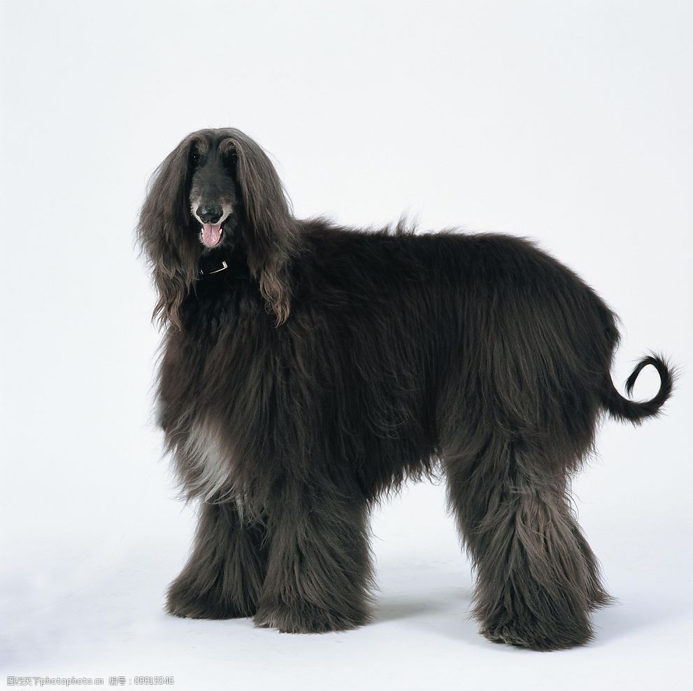 关键词:宠物狗 生物 宠物 黑毛狗 卷尾巴狗 长耳朵 大型犬 jpg 生物