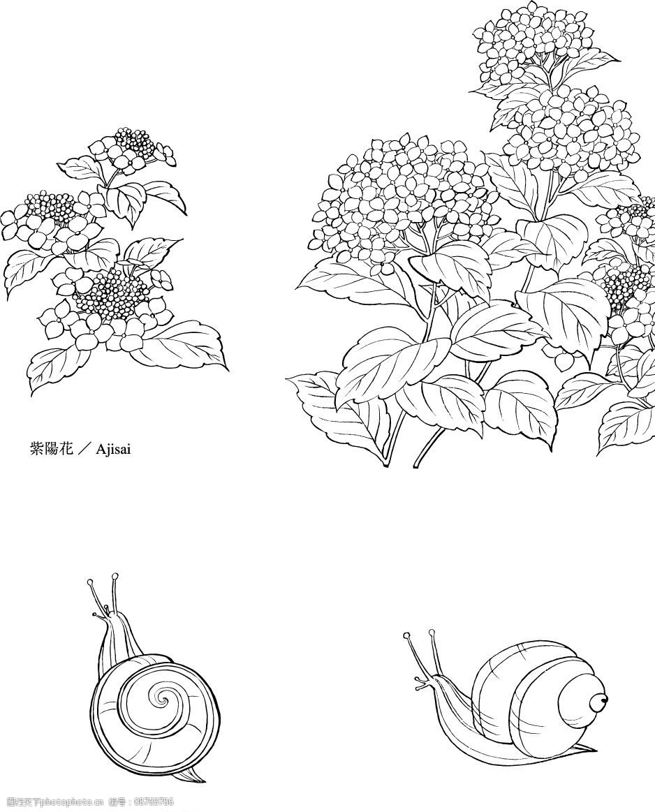 矢量白描图 矢量白描图工笔植物清晰花草蜗牛动物 生物世界 树木树叶