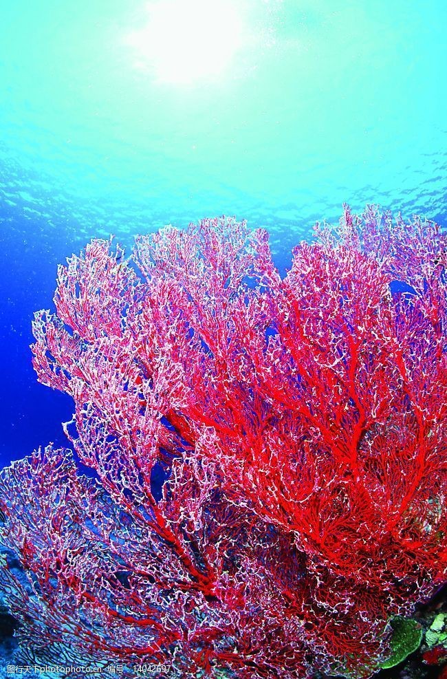 关键词:海底世界 红珊瑚 海底 生物世界 海洋生物 摄影图库 300 jpg