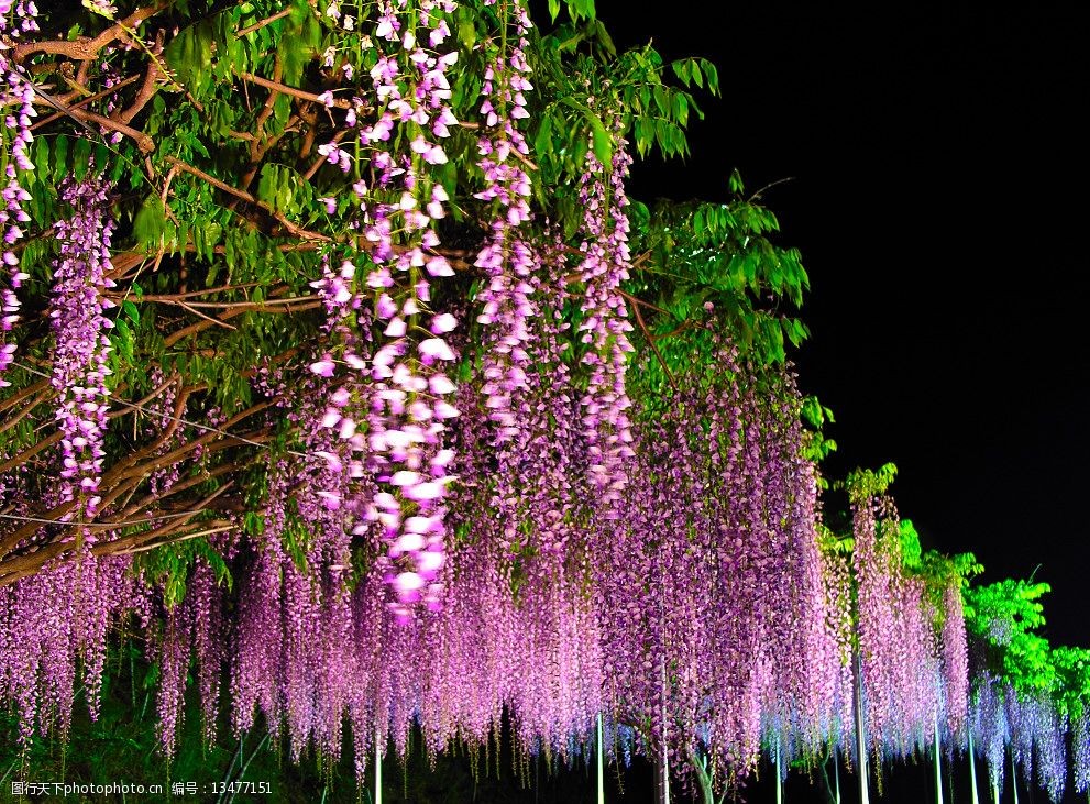 关键词:紫藤花 花藤 紫色 绿叶 背景 支架 自然景观 自然风景 摄影