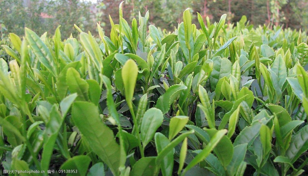 高清茶芽照片图片