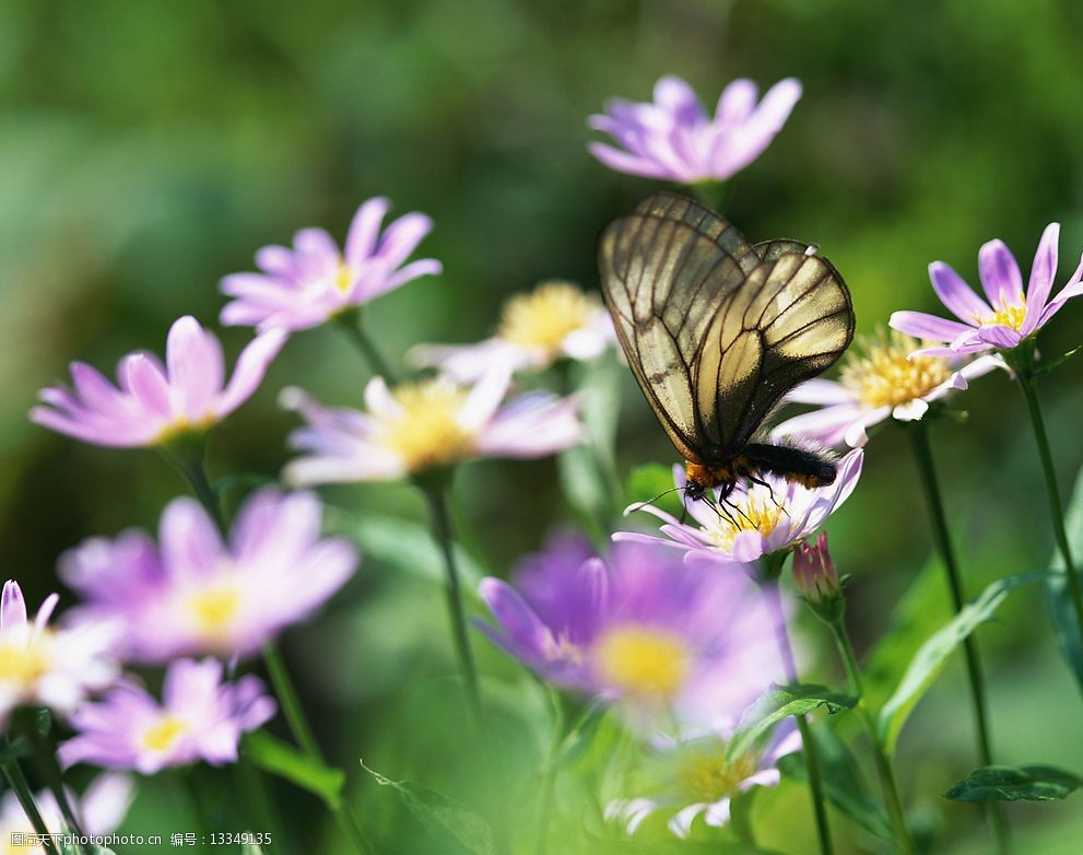关键词:蝴蝶梦之二 蝴蝶 紫色 野花 自然景观 自然风景 风景图片 摄影