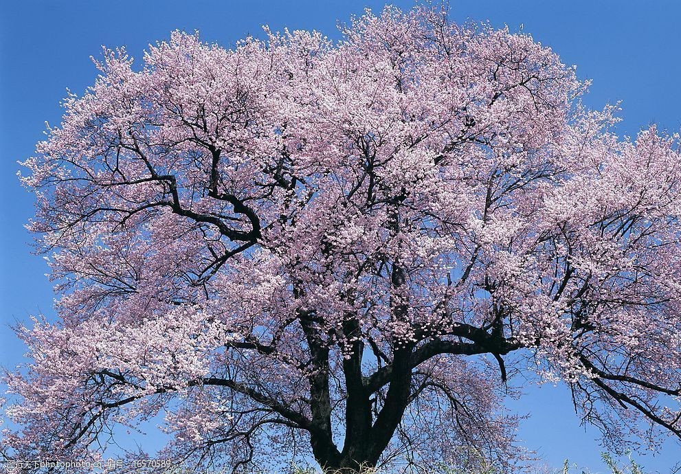 关键词:百花美景 樱花 花树 开花 粉红 花朵 树干 生物世界 花草 摄影