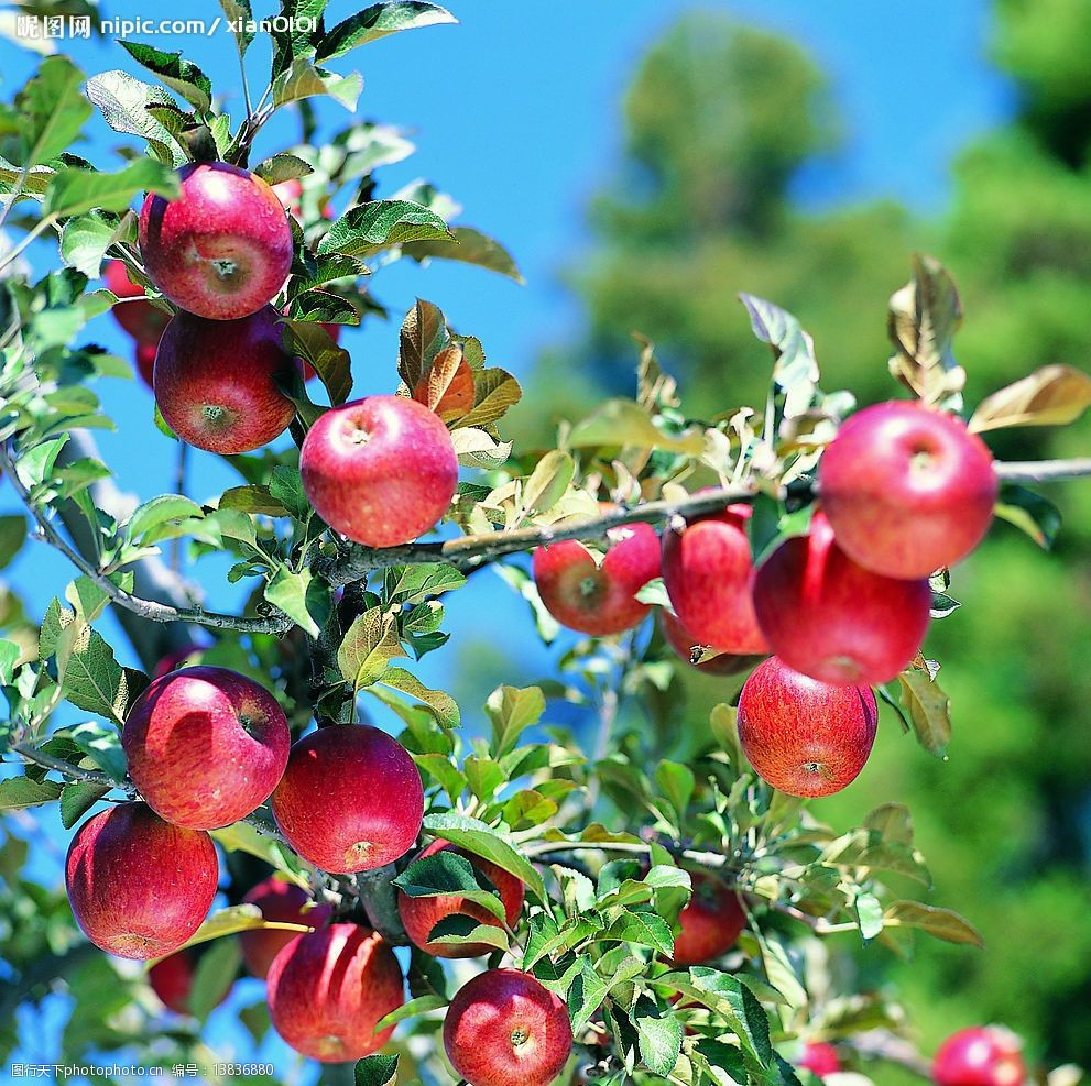 关键词:果园风光 树 苹果 果园 生物世界 水果 摄影图库 350dpi jpg