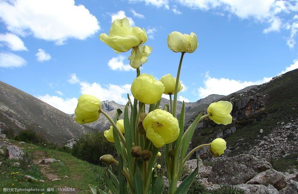 高原格桑花图片