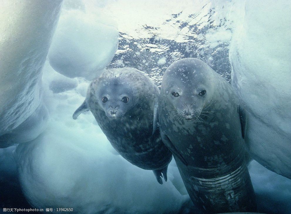 关键词:南极洲威德尔海豹 生物世界 野生动物 动物世界 摄影图库 300