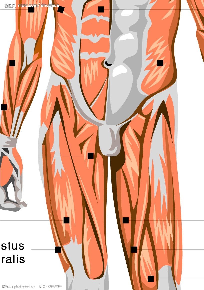 矢量人体结构肌肉组织01图片