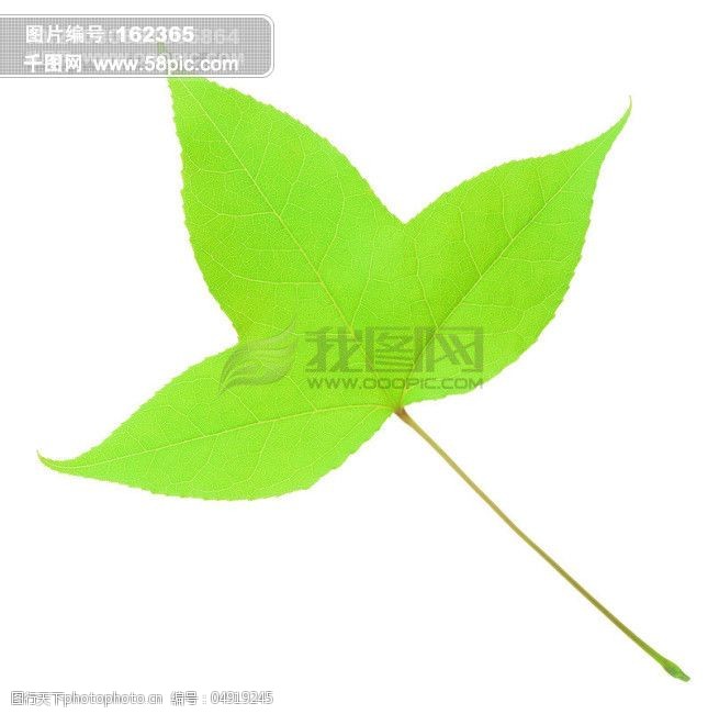树叶子标本叶脉落叶枫叶绿叶自然叶形枯叶