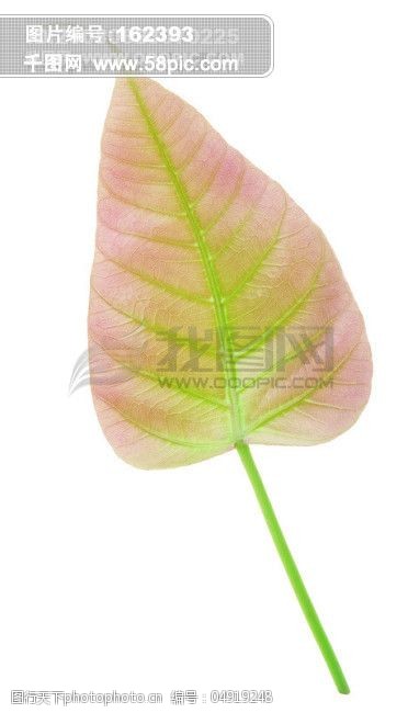 树叶子标本叶脉落叶枫叶绿叶自然叶形枯叶