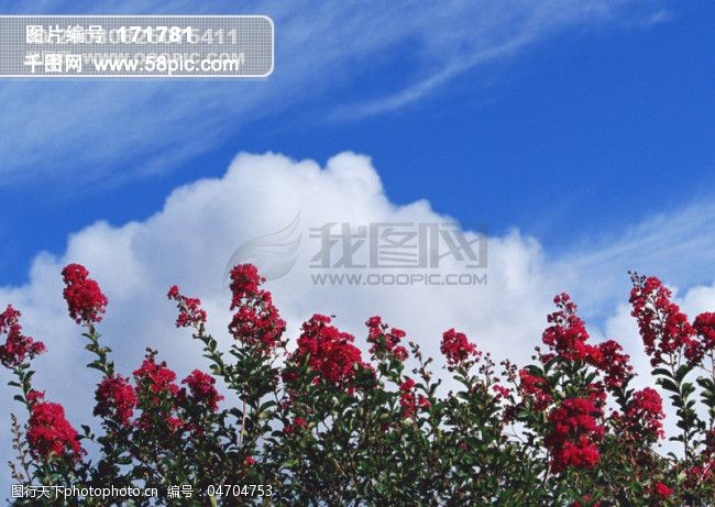 红花 花朵 蓝色天空 蓝天白云 树木 植物 图片素材 风景生活旅游餐饮