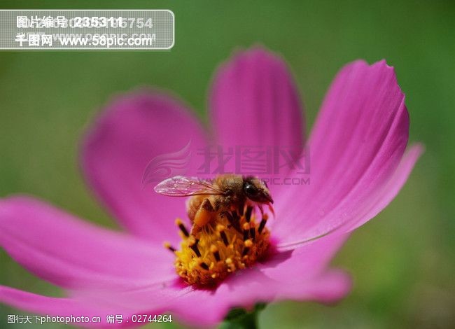 蜂花之恋蜜蜂向日葵花朵鲜花百花世界蜂与花