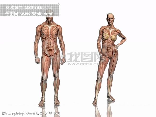 肌肉人体模型骷髅头肢体干尸