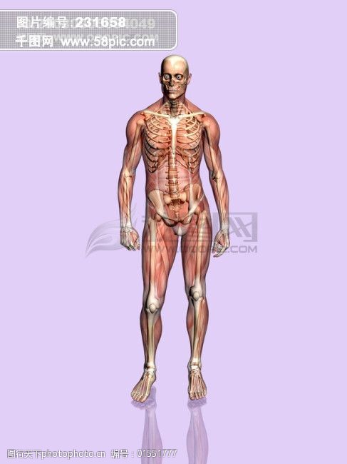 肌肉人体模型骷髅头肢体干尸
