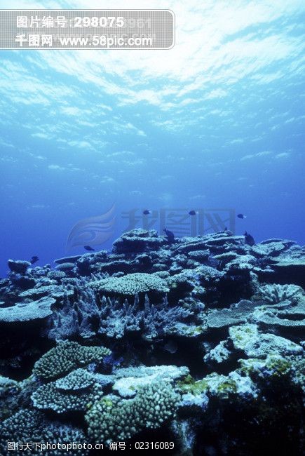 全球首席大百科海底探索探秘深海珊瑚潜水潜水员