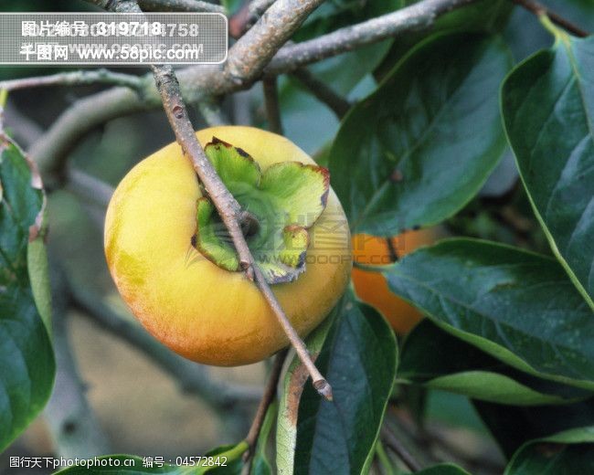 水果果树新鲜叶子果实收获丰收硕果广告素材大辞典