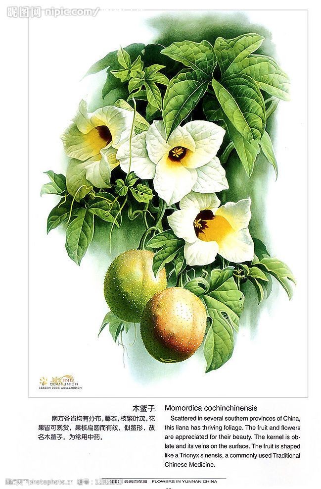 曾孝濂《中国云南百花图》(97幅)图片