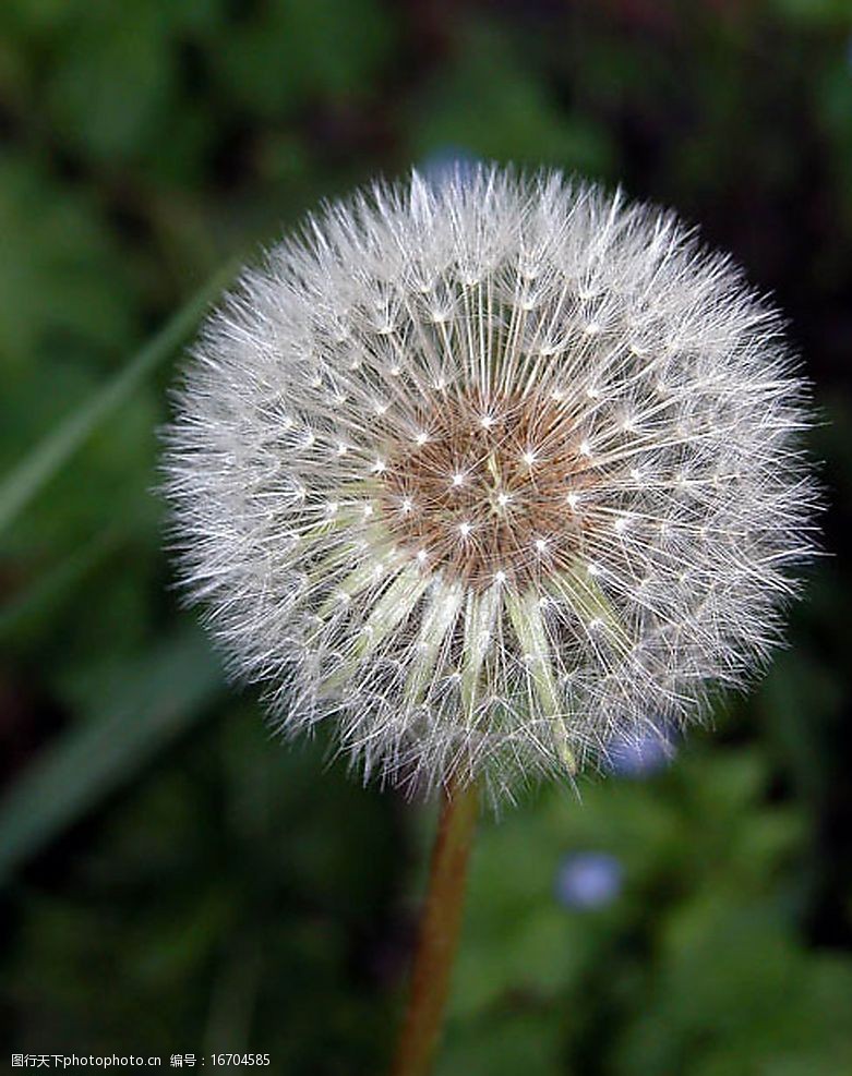 精品花卉系列-单株图片