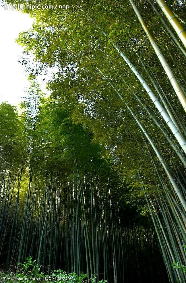 關鍵詞:蜀南竹海 風景 竹 旅遊攝影 國內旅遊 攝影圖庫 300 jpg