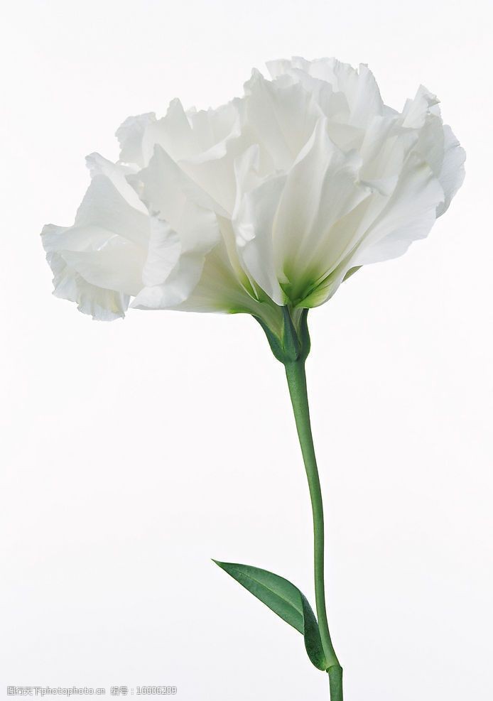 清晰鲜花一枝独秀图片