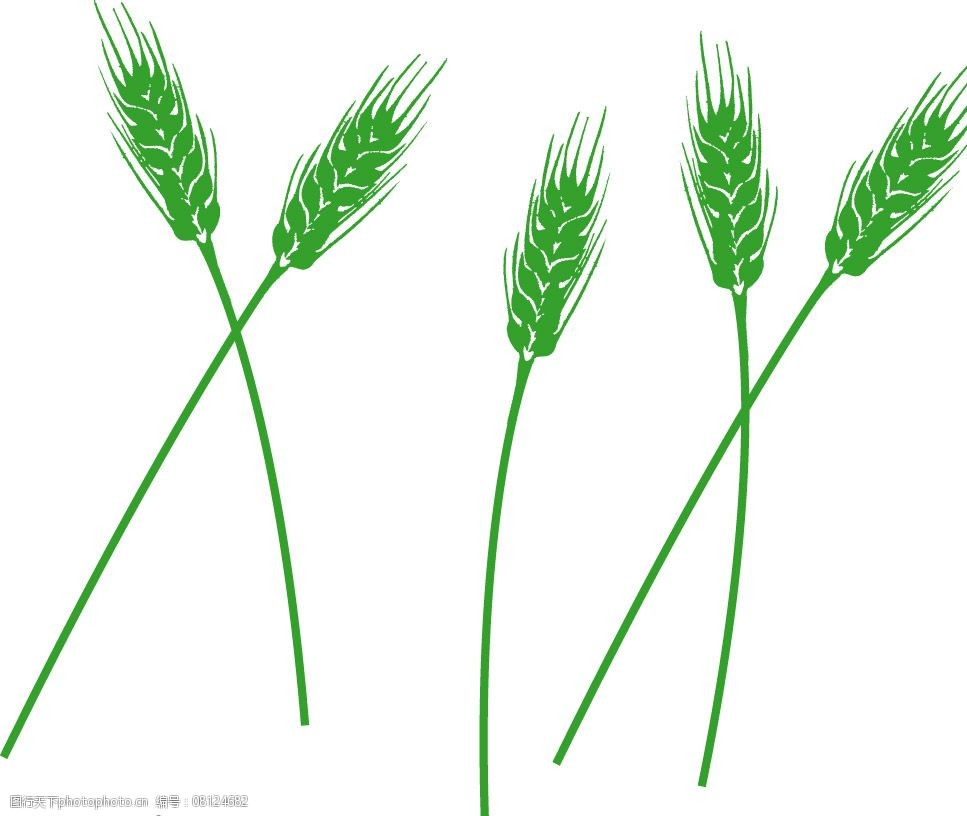矢量小麦图片