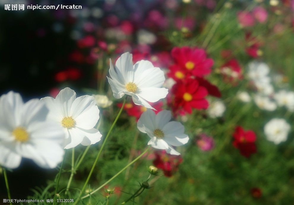 鮮花 花朵 花瓣 花 桃花 櫻花 春天 花開 春 小花 自然景觀 自然風景