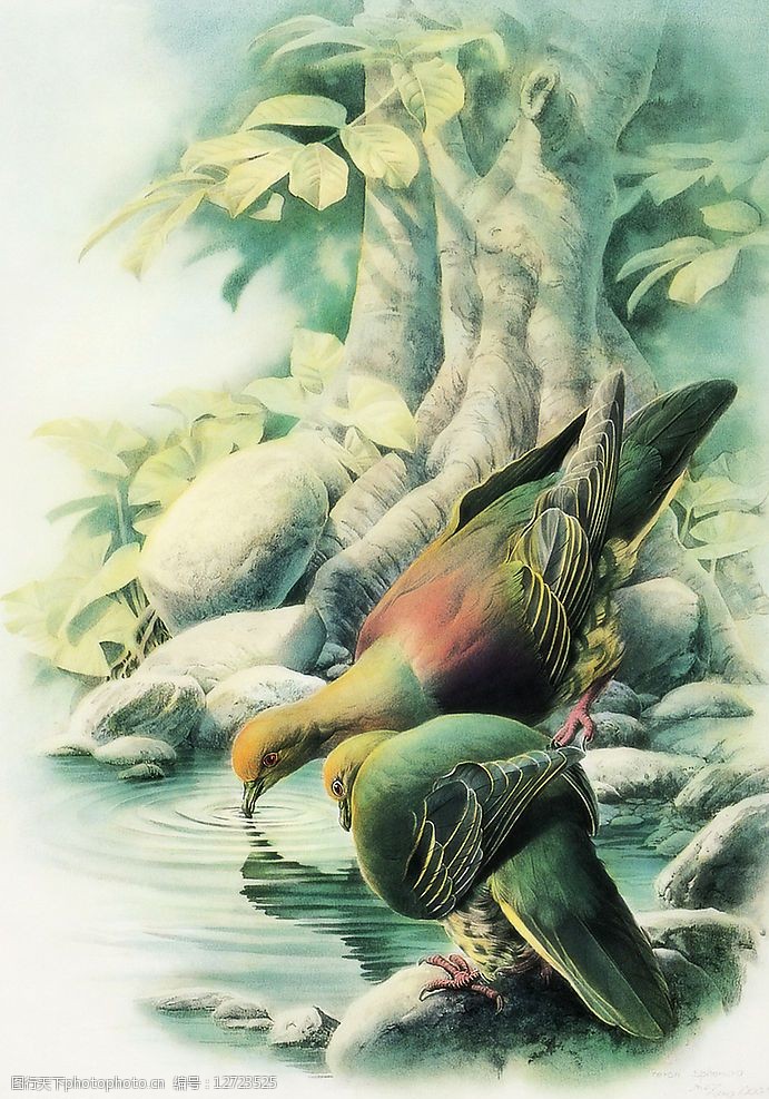 关键词:清凉绿鸠 国画花鸟清凉绿鸠 文化艺术 绘画书法 国画百鸟图