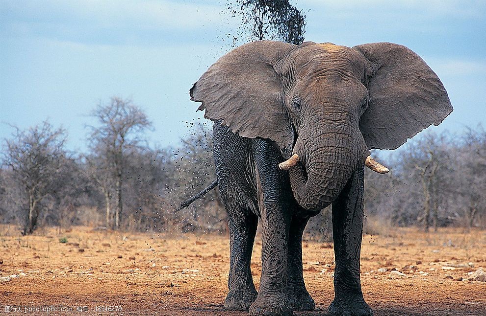 大象正面照图片