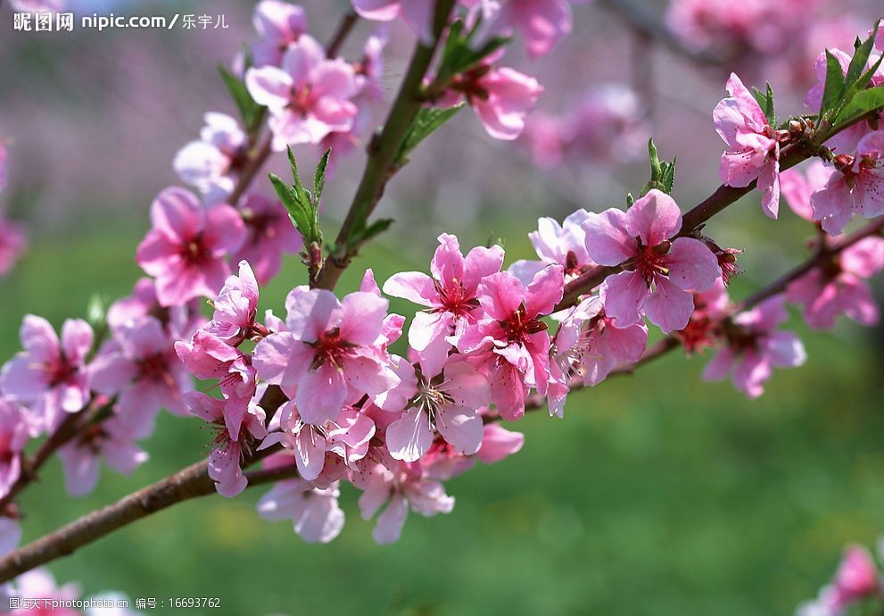 樱桃花的样子描述图片
