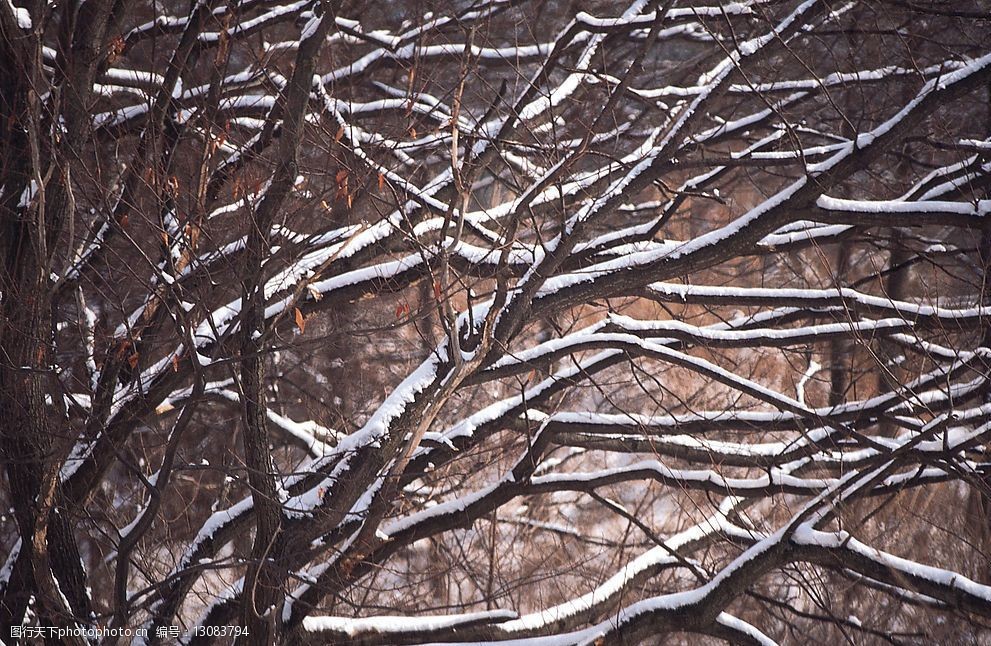 关键词:四季风情 冬天 树枝雪景 自然景观 自然风景 摄影图库 350 jpg