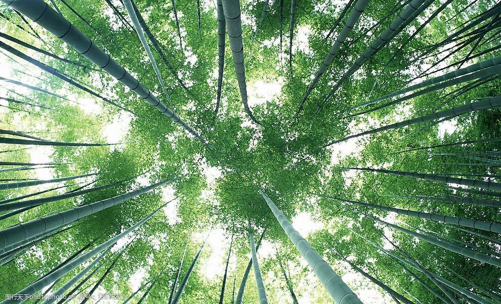 关键词:竹林深处 竹子 自然景观 自然风景 摄影图库 350 jpg