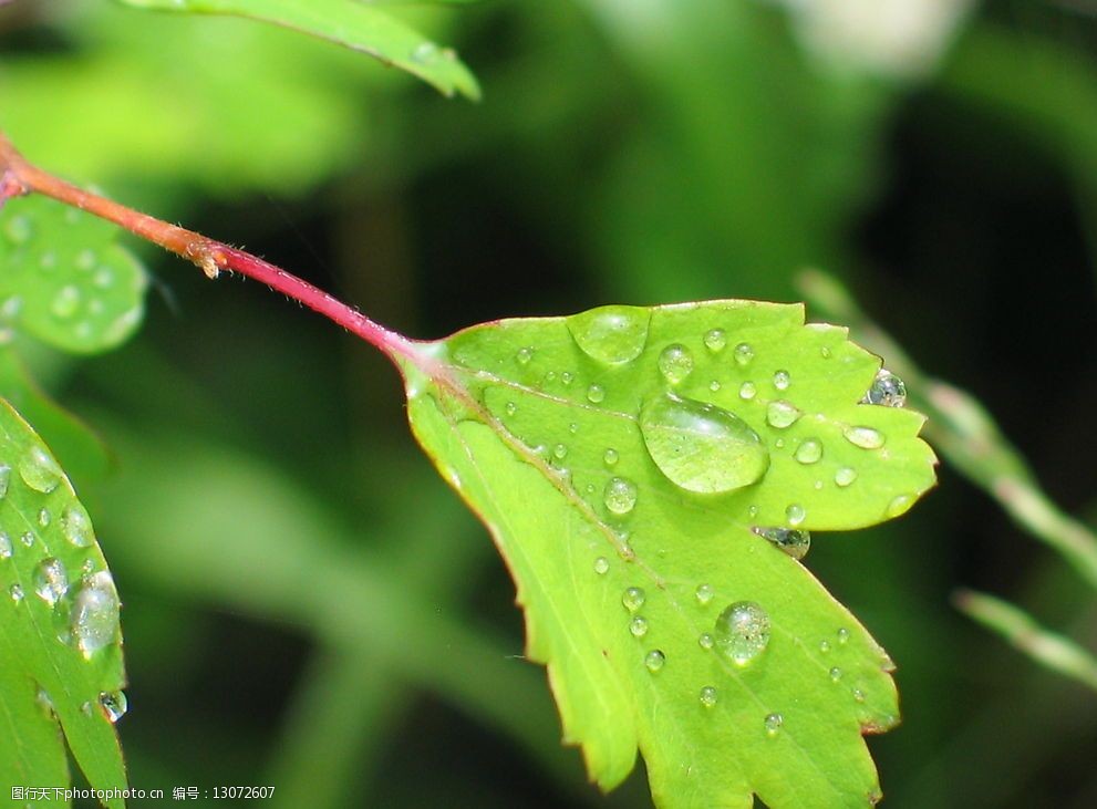 露水下的秘密图片