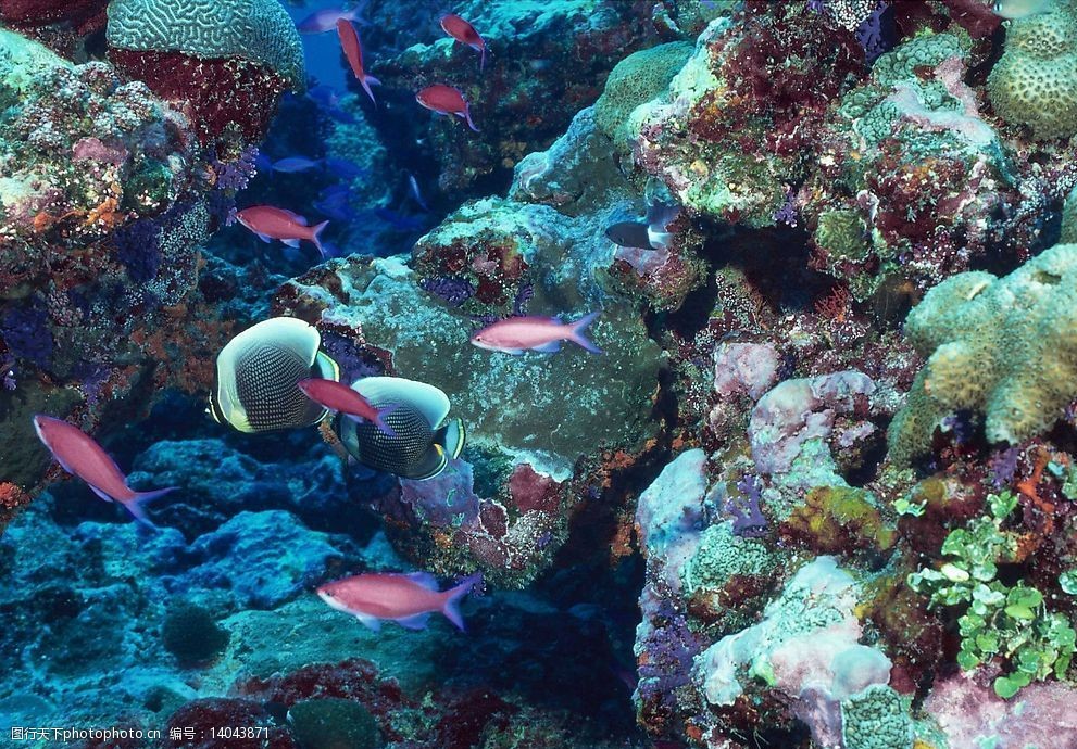 關鍵詞:海洋生物 海洋生物海底世界魚 生物世界 攝影圖庫 jpg